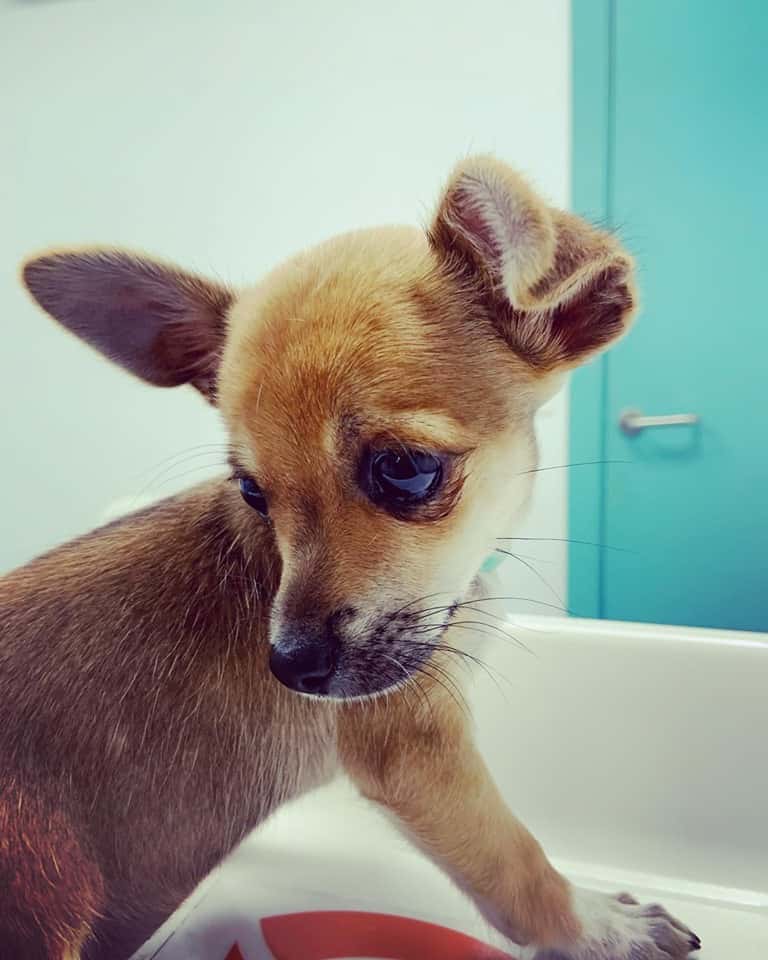Clínica Veterinaria San Froilan