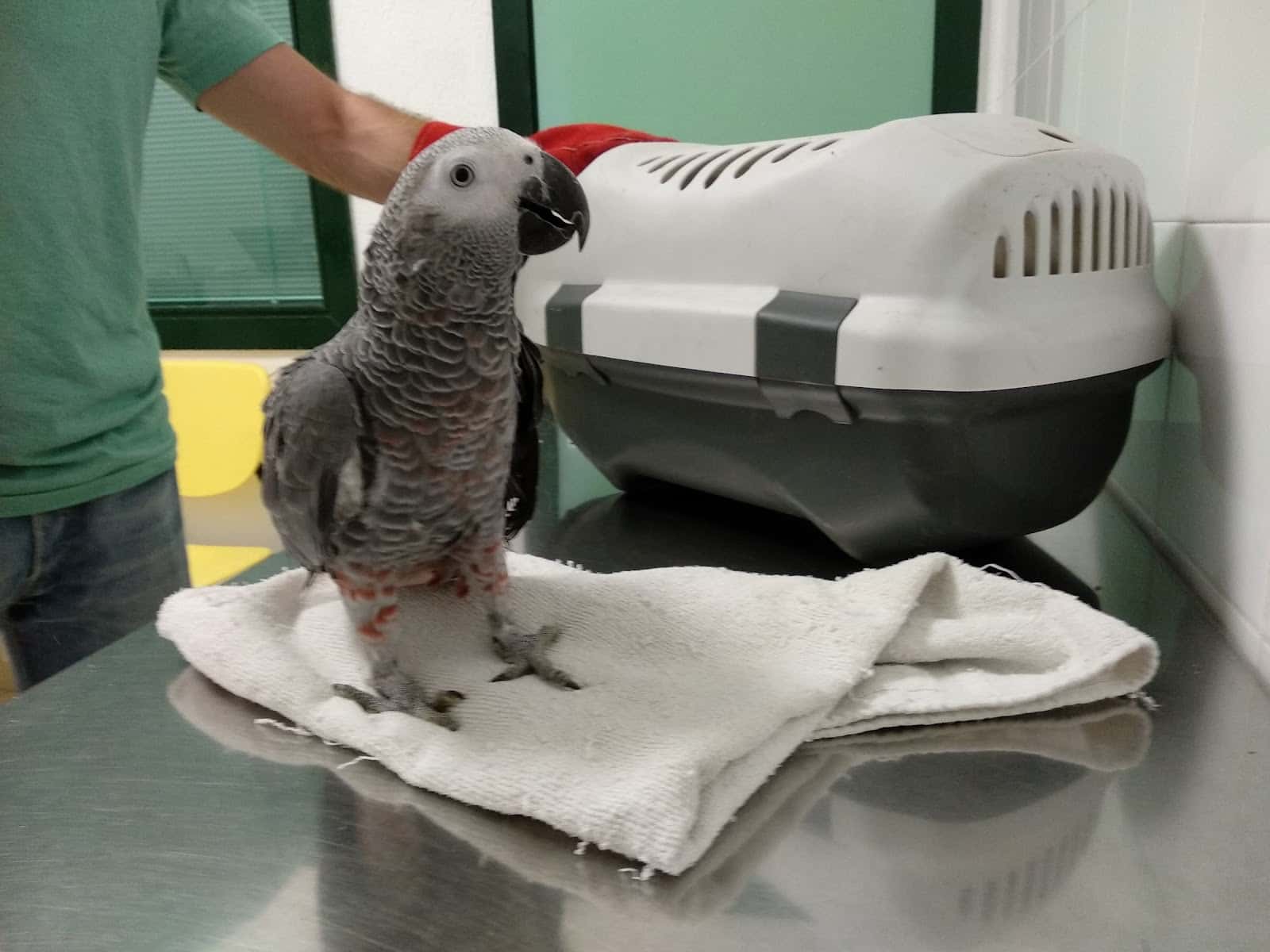 Clínica Veterinaria Recatelo