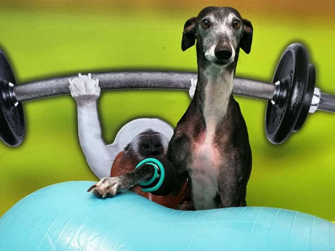 Amodiño Rehabilitacion & Fisioterapia Veterinaria