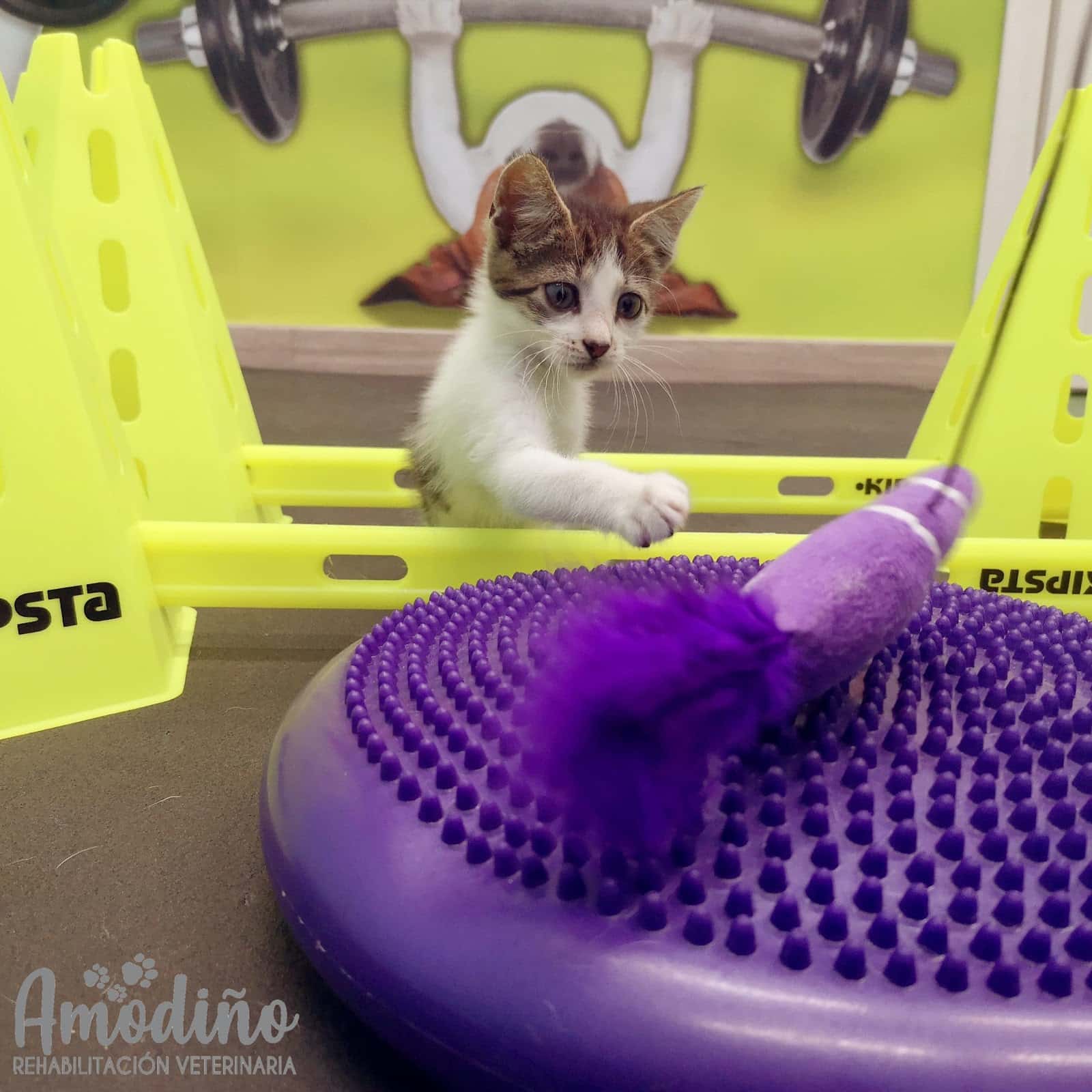 Amodiño Rehabilitacion & Fisioterapia Veterinaria