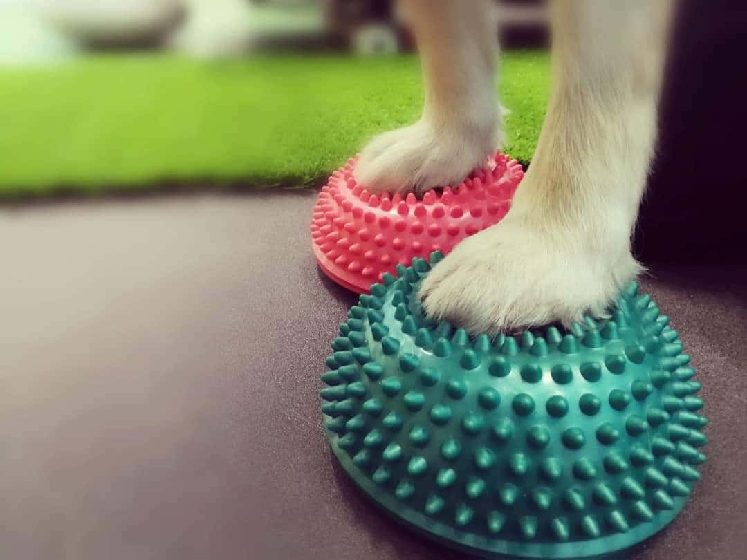 Amodiño Rehabilitacion & Fisioterapia Veterinaria