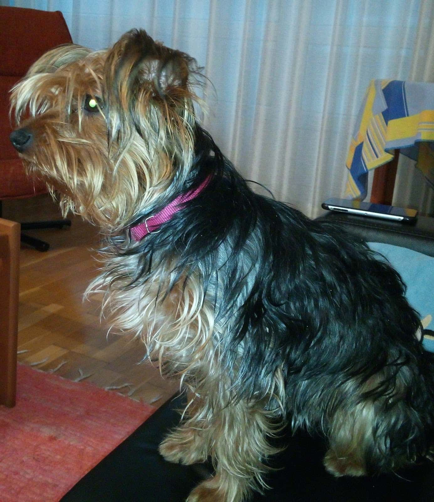 Novavet Consulta Veterinaria