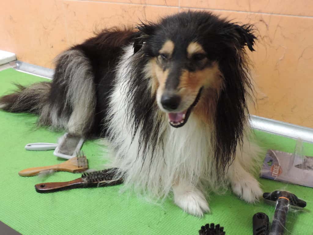 Centro Veterinario Castro