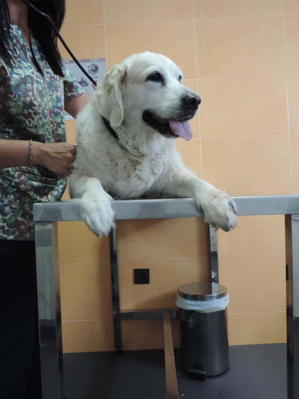 Centro Veterinario Castro