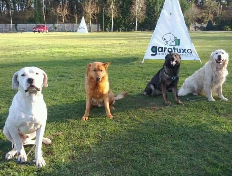 residencia garatuxa veterinario centro en outeiro de rei en lugo principalImage ADOPTA Sitios Pet Friendly