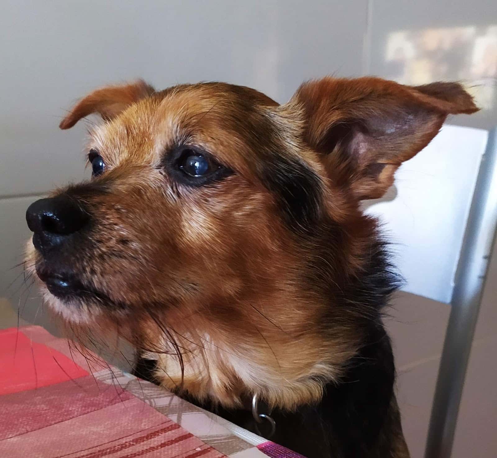 Clínica veterinaria Bitxiños