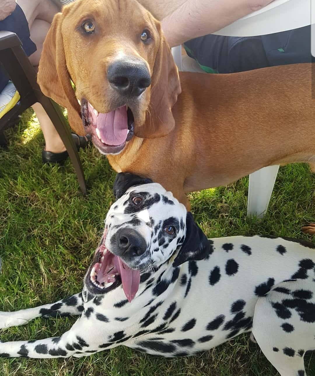 Clínica veterinaria Bitxiños