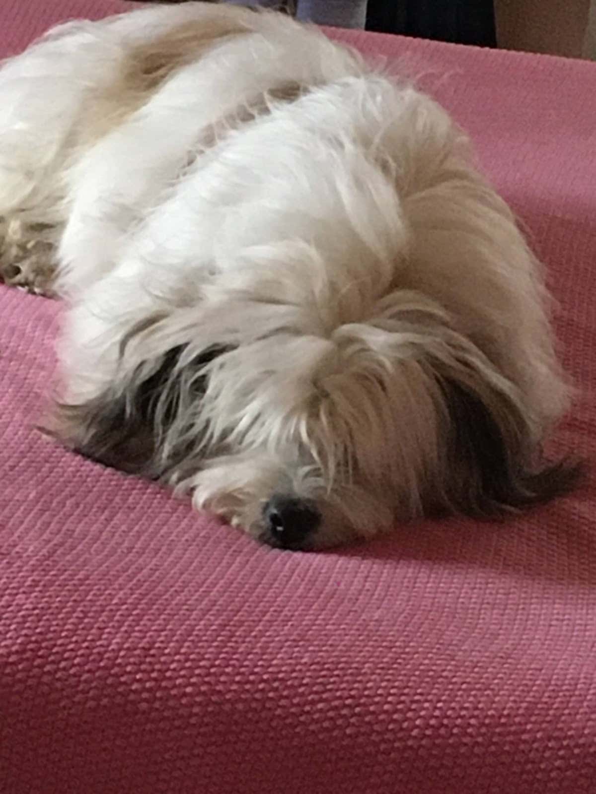 CLINICA VETERINARIA MONFORTE