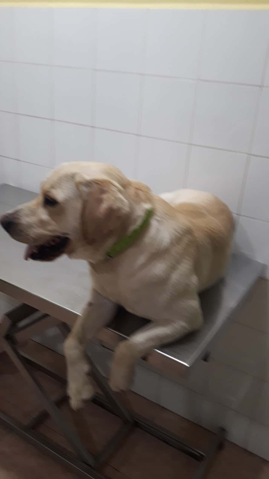 CLINICA VETERINARIA MONFORTE