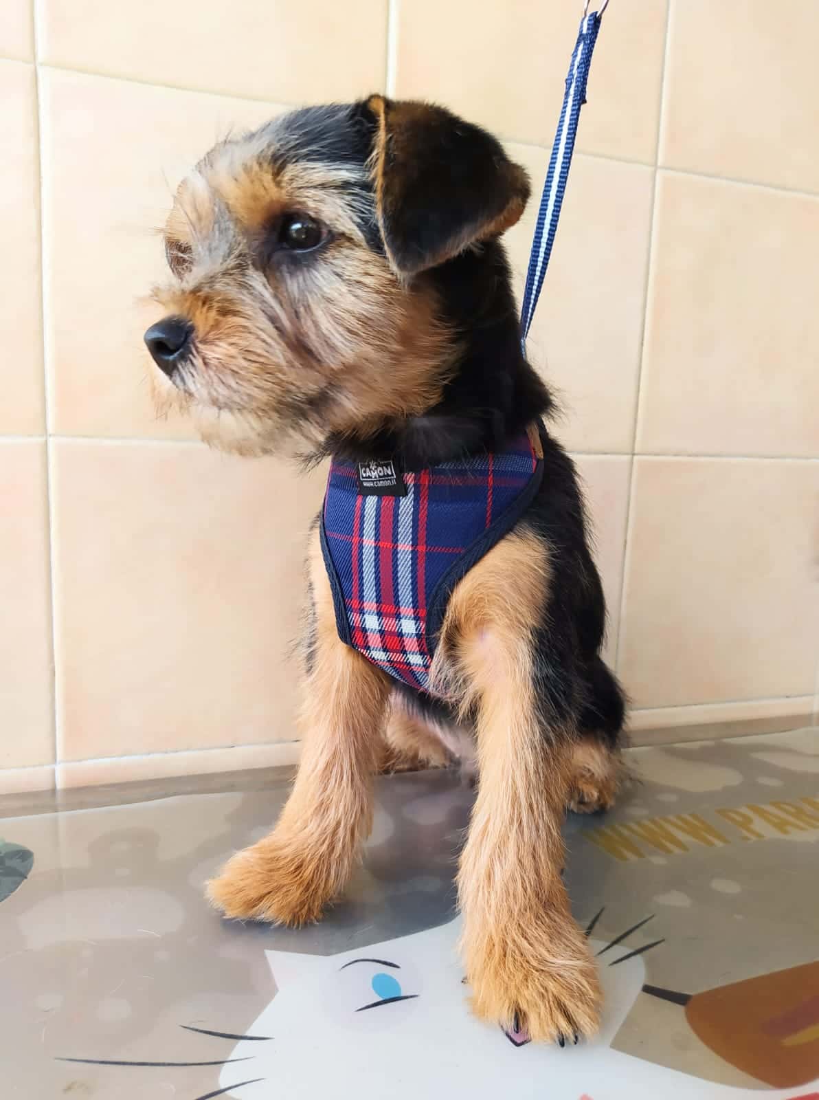 Clínica Veterinaria Canis Monforte