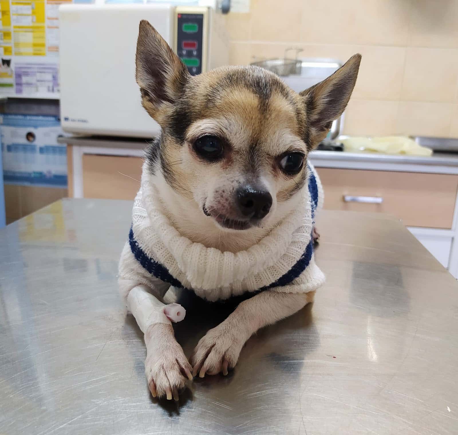 Clínica Veterinaria Canis Monforte