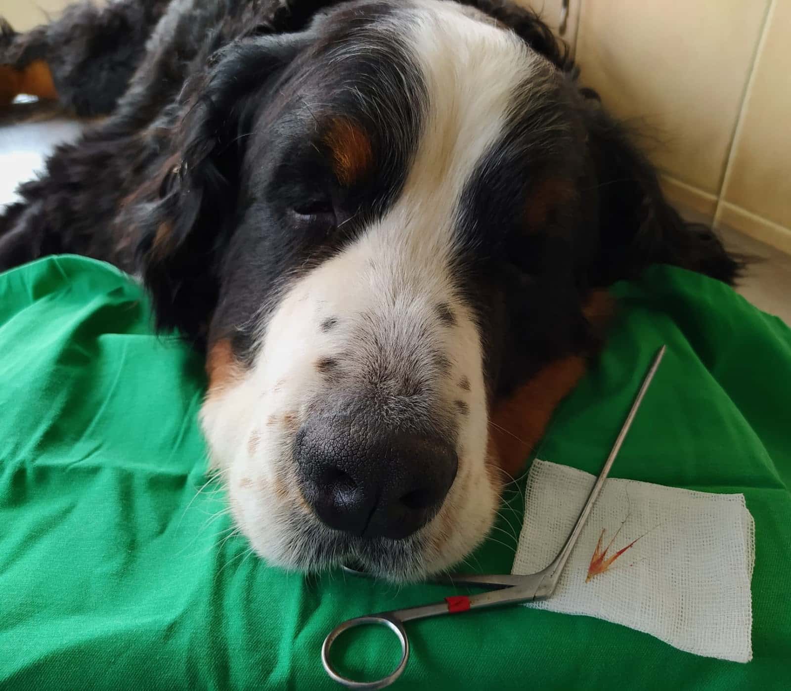 Clínica Veterinaria Canis Monforte