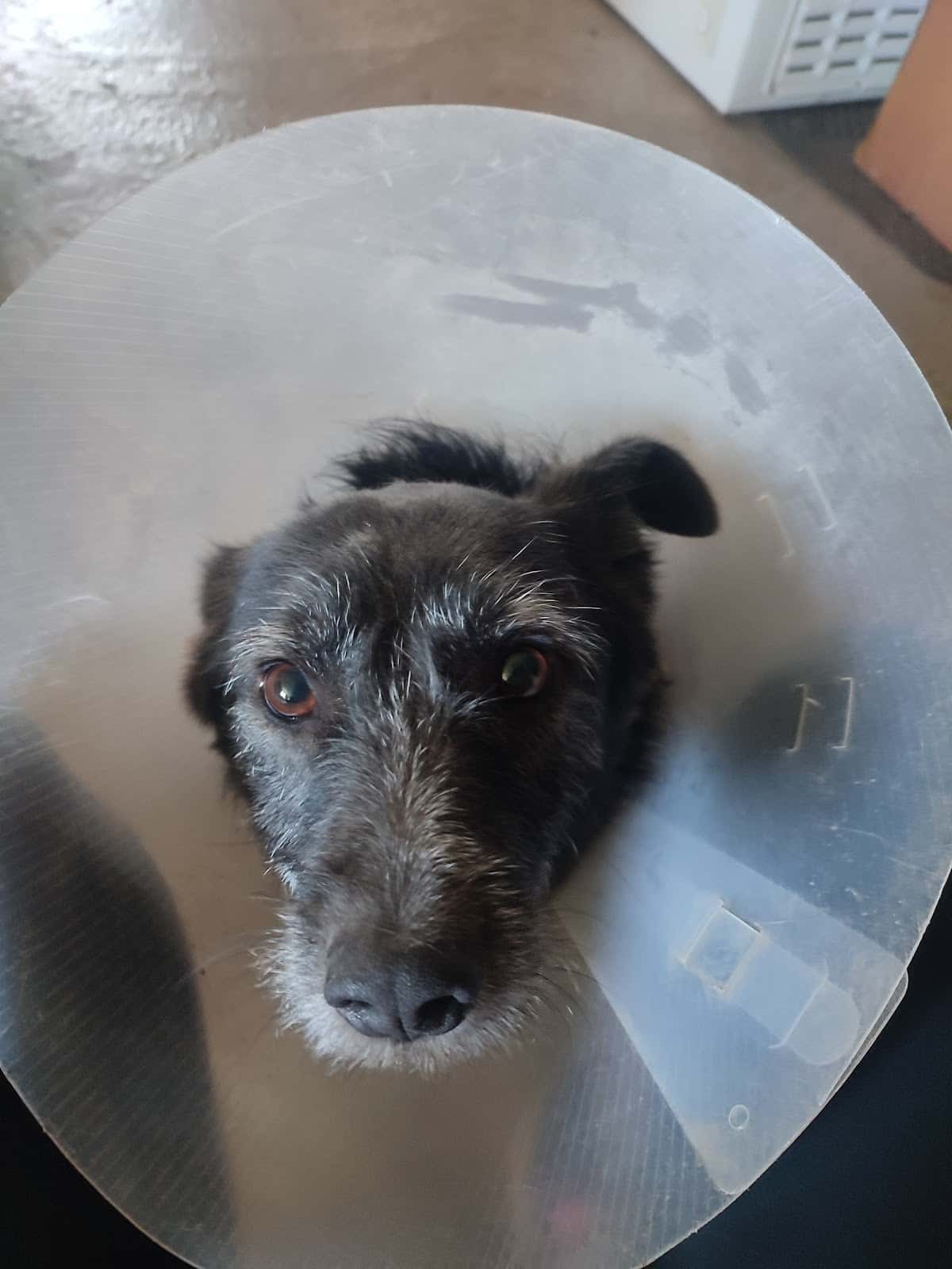 Clínica Veterinaria Occidente
