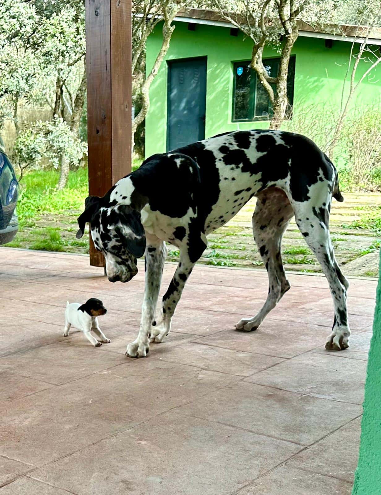 vetflow veterinario a domicilio madrid veterinario a domicilio en guadarrama en madrid principalImage ADOPTA Sitios Pet Friendly