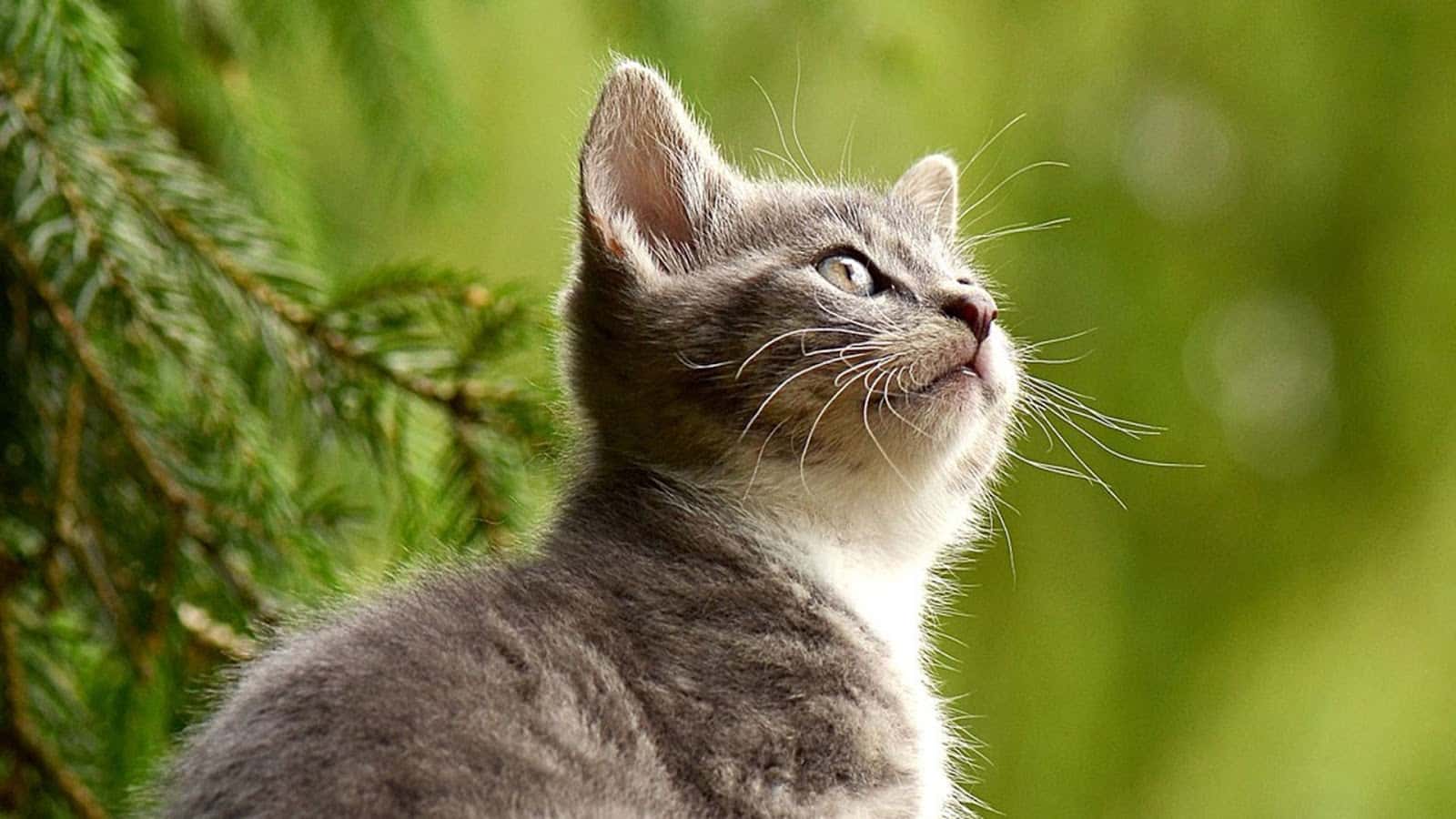 clinica veterinaria eluvet veterinario clinica en mollina en malaga principalImage ADOPTA Sitios Pet Friendly