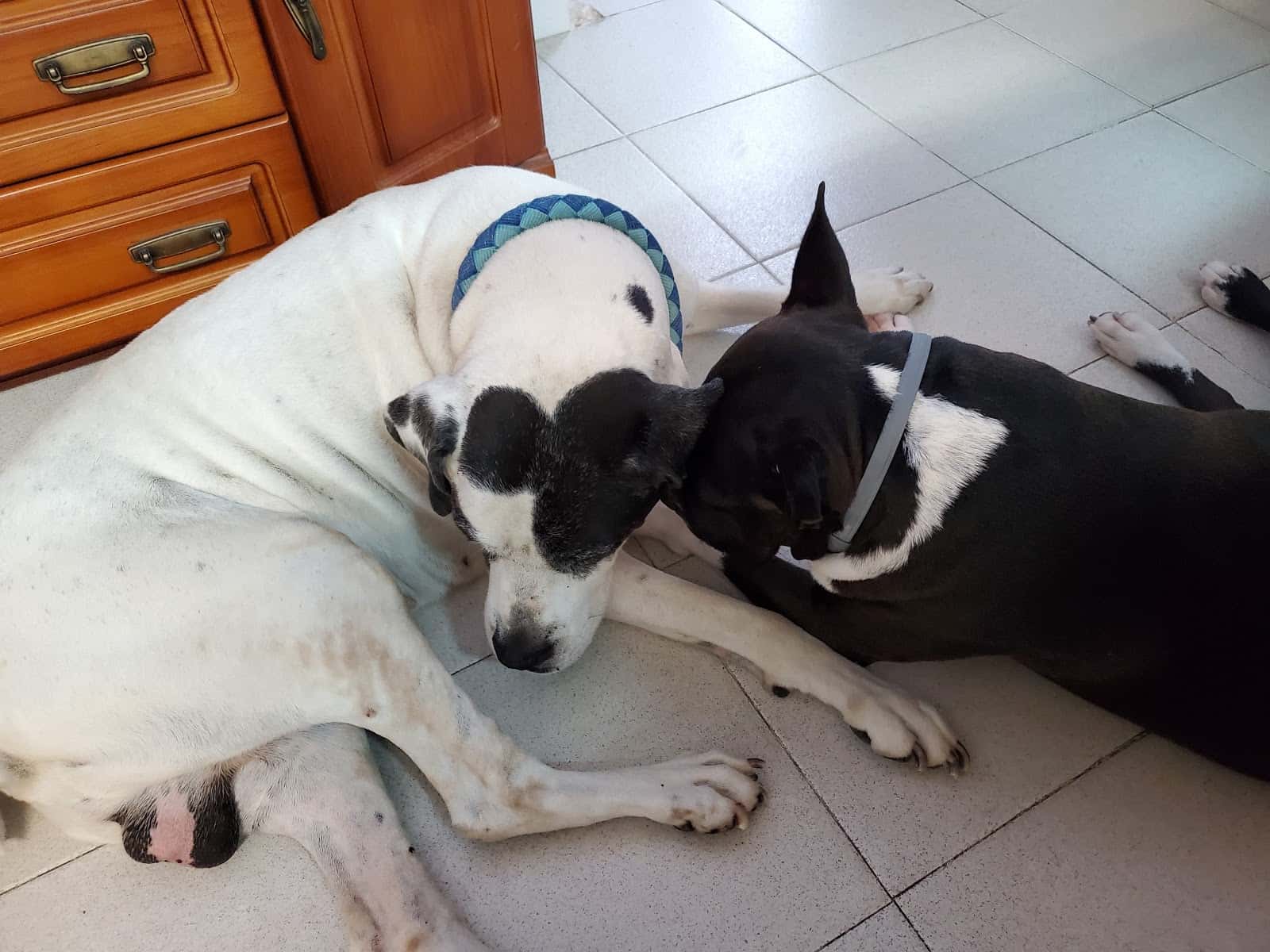 Centro Veterinario Mollina