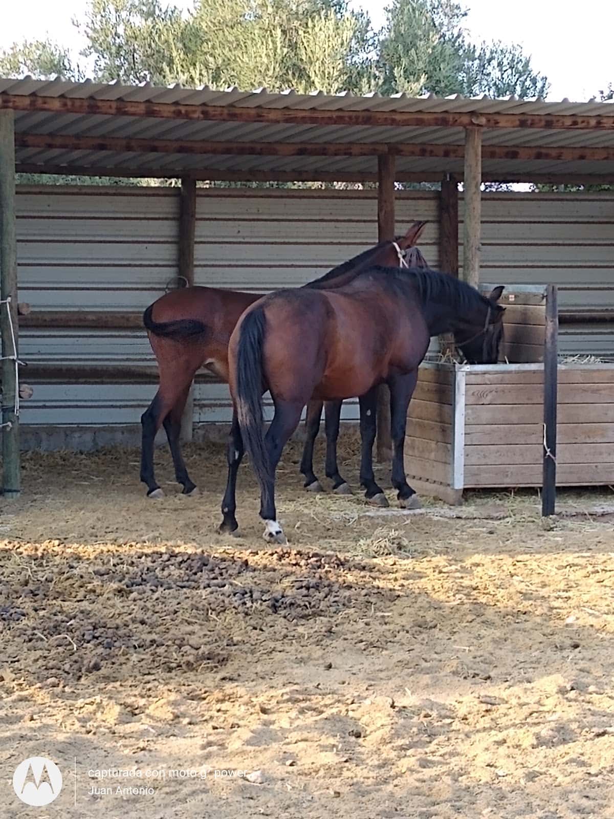 Centro Veterinario Mollina