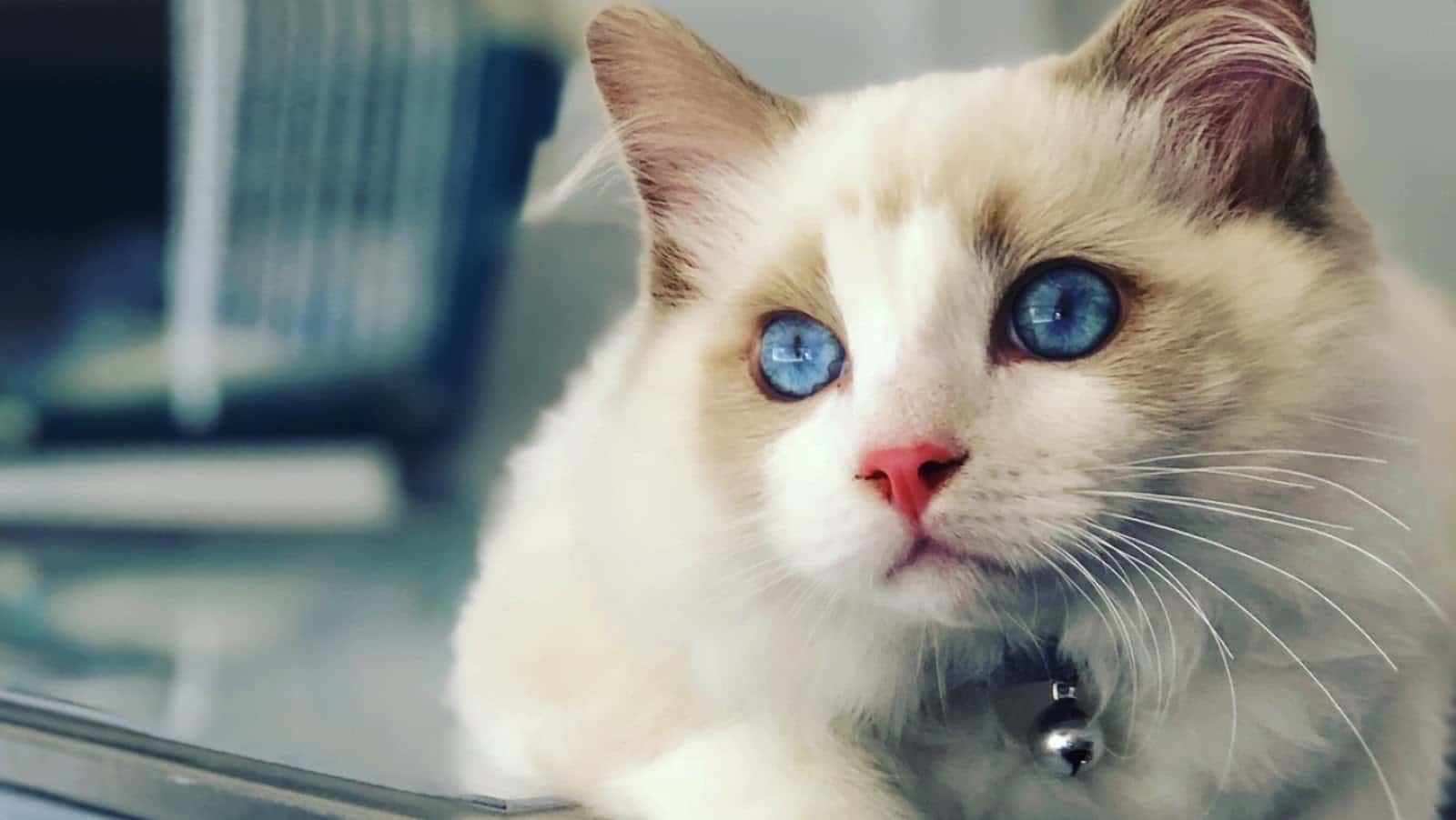 Clínica Veterinaria La Caleta | MiVet