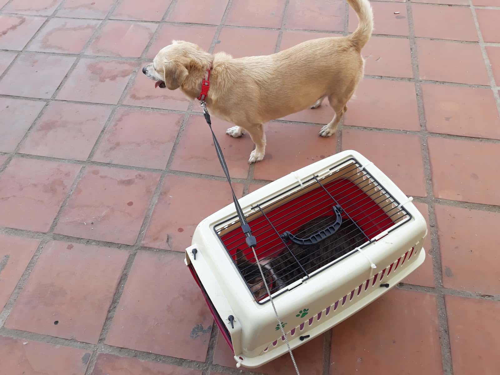 Clínica Veterinaria Laguna