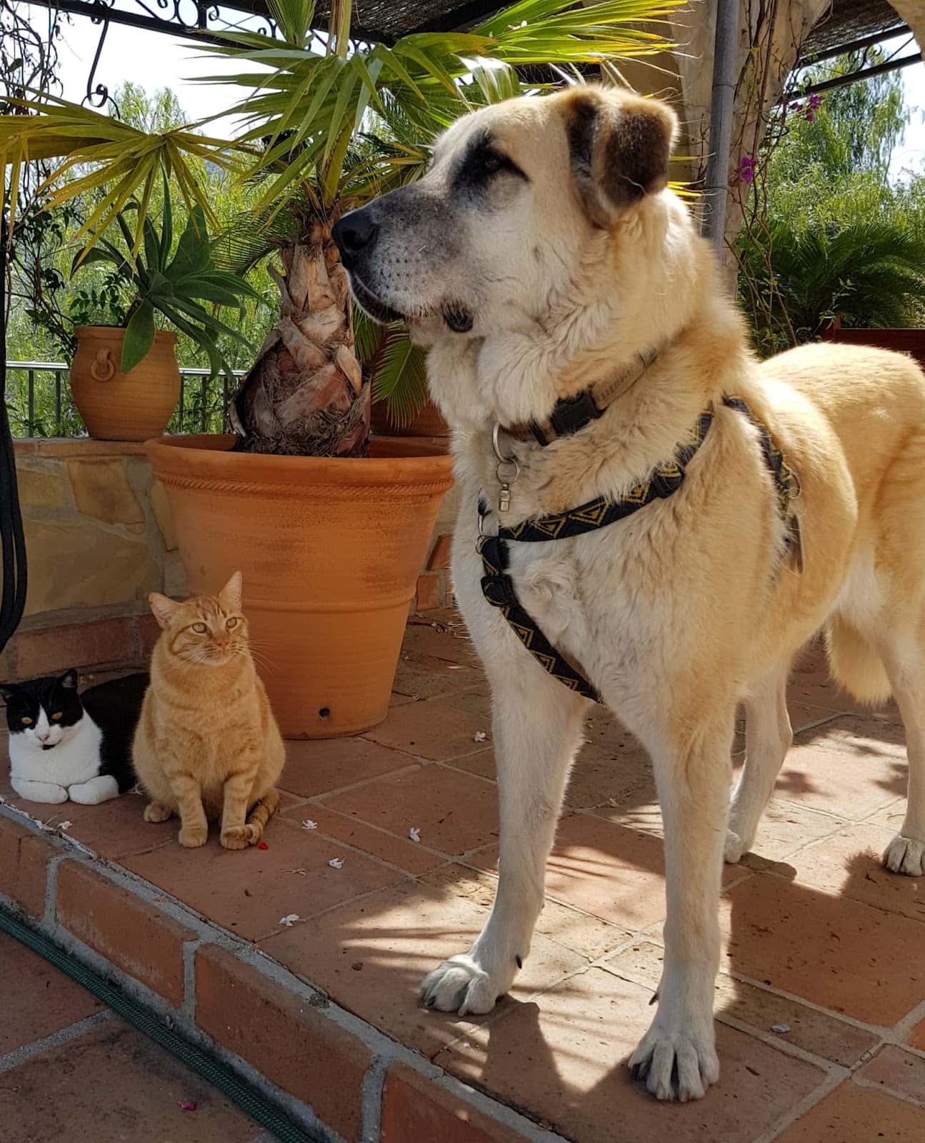 Centro Veterinario Vélez 365