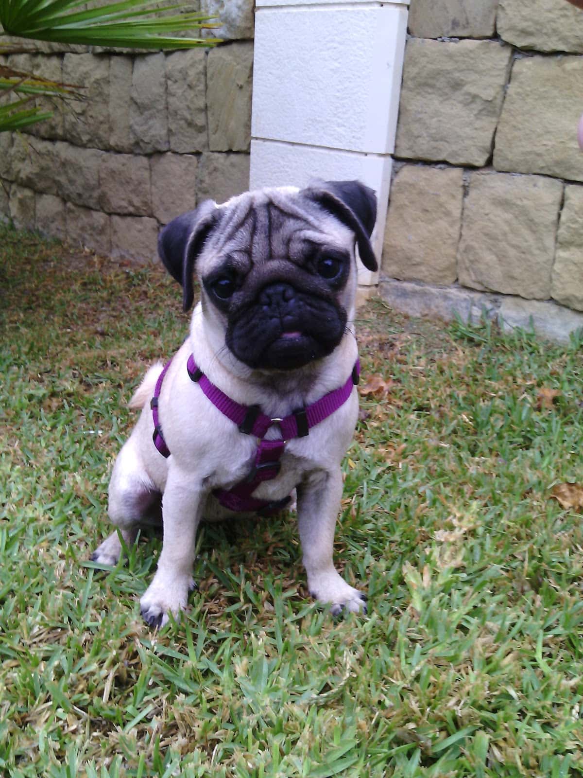 Clínica Veterinaria Géminis