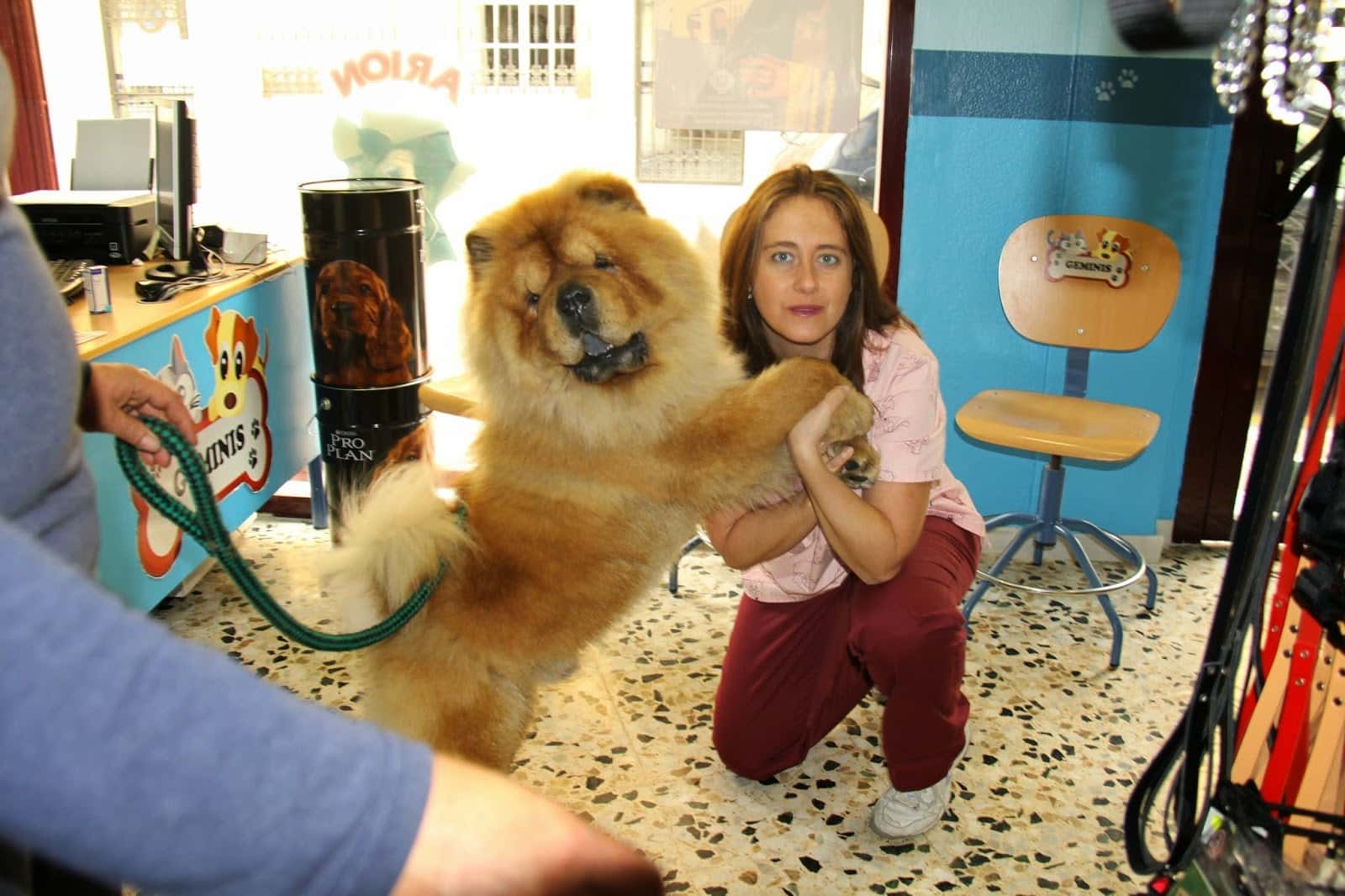 clinica veterinaria geminis veterinario clinica en coin en malaga principalImage ADOPTA Sitios Pet Friendly