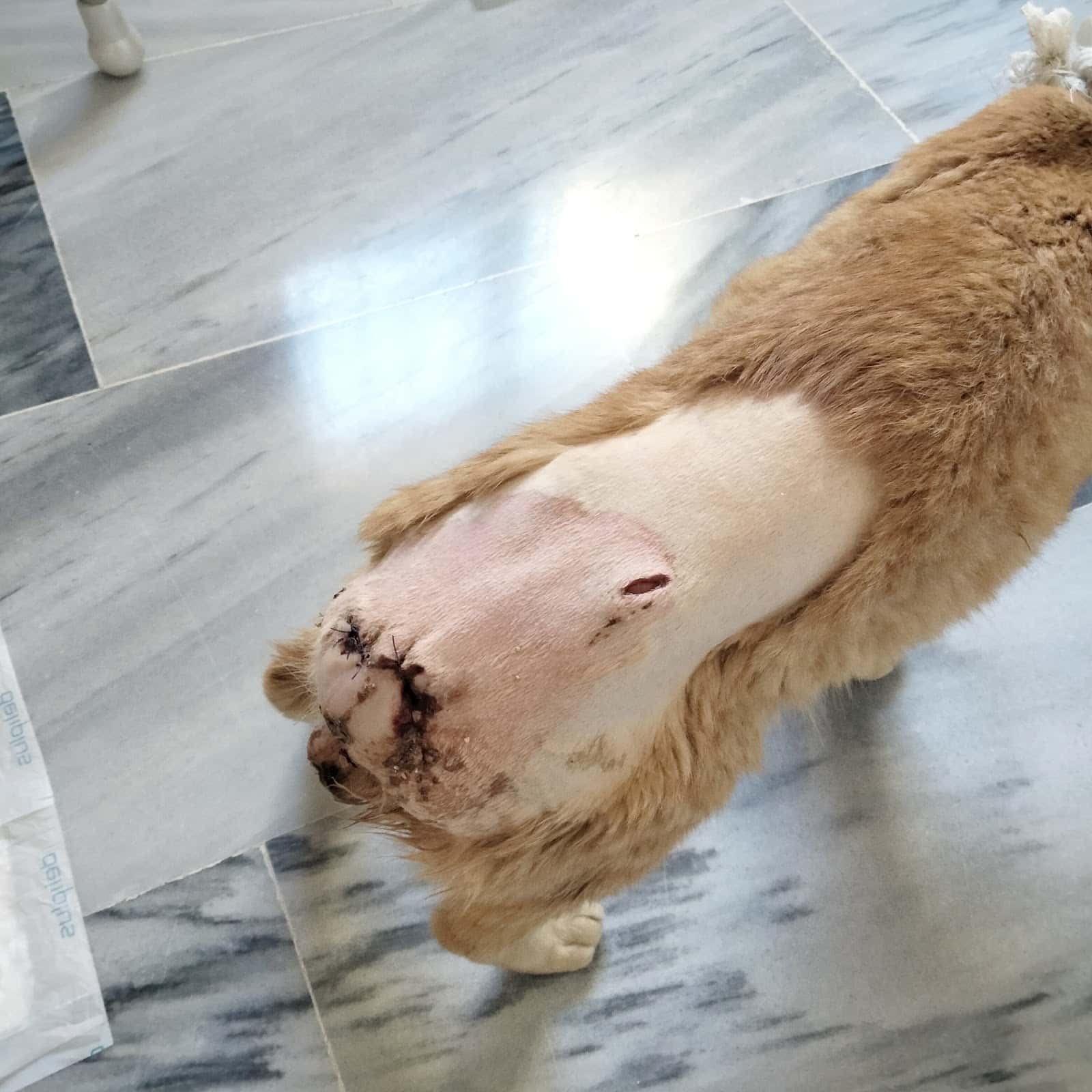 Hospital Veterinario Alhaurín El Grande | Urgencias 24 horas