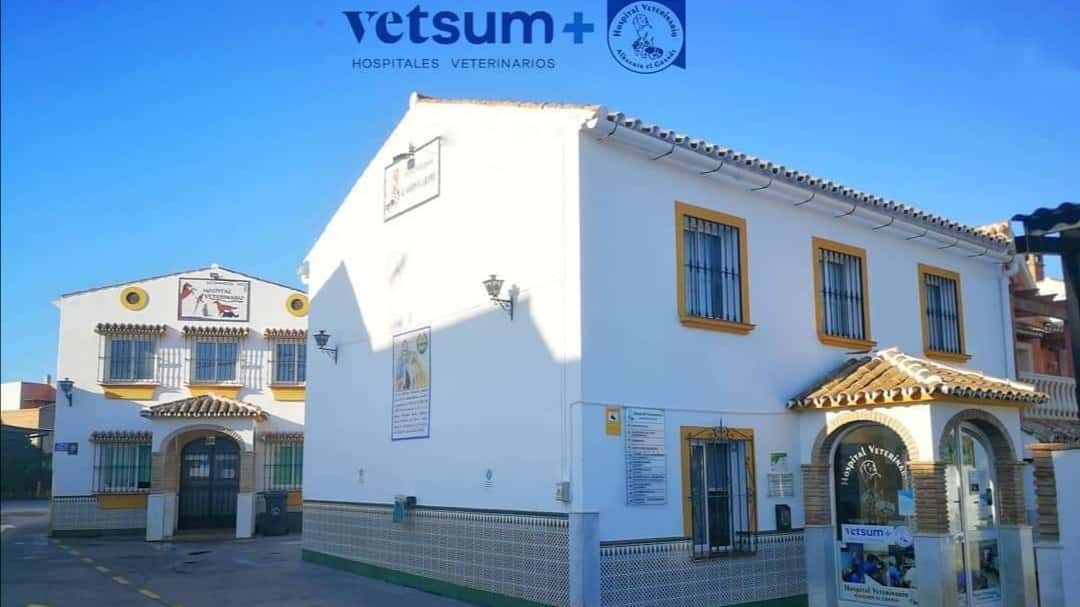 hospital veterinario alhaurin el grande urgencias 24 horas veterinario hospital en alhaurin el grande en malaga principalImage ADOPTA Sitios Pet Friendly