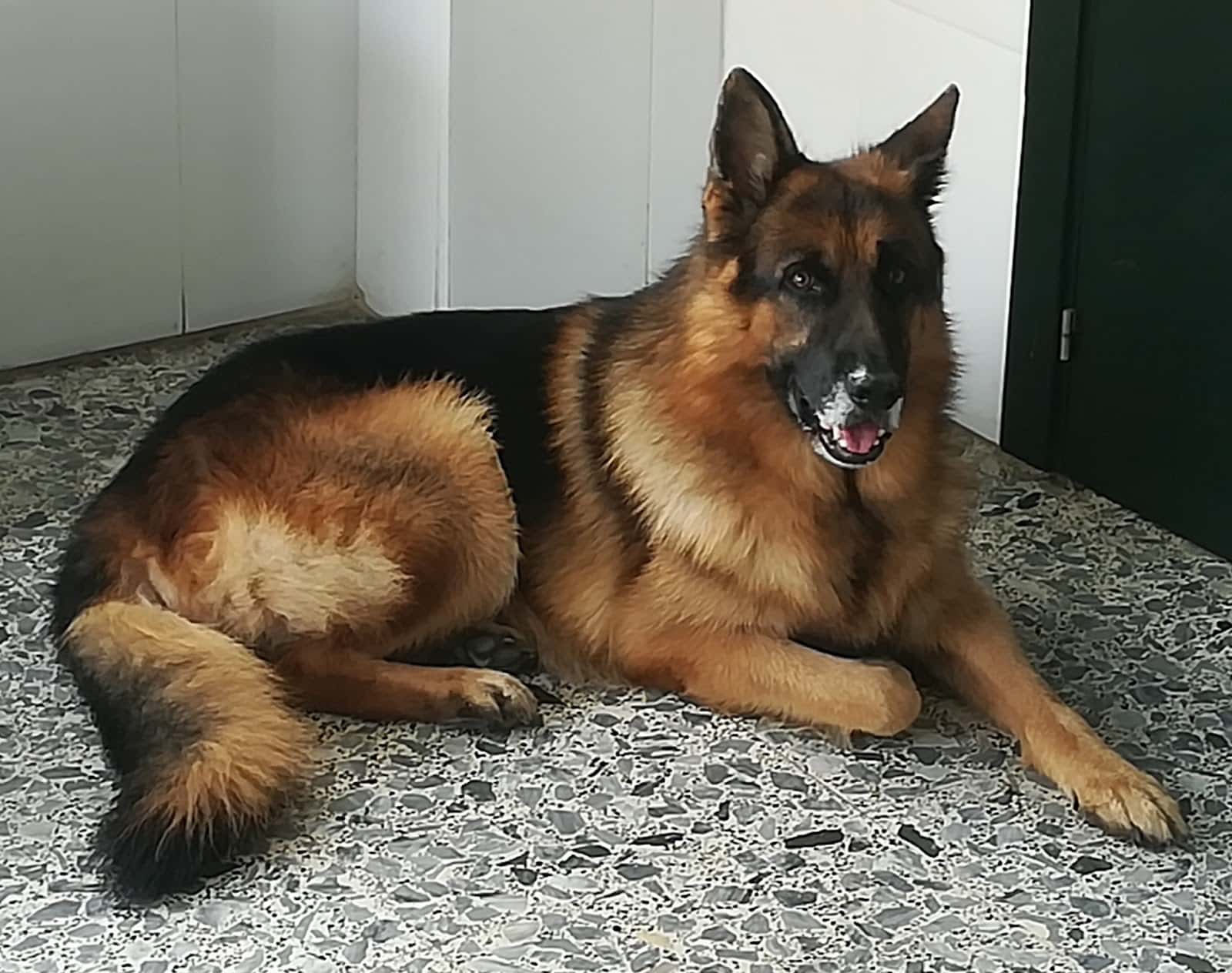 CLÍNICA VETERINARIA CHAMÁN