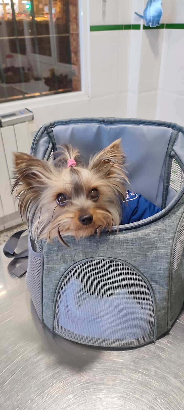 CLÍNICA VETERINARIA CHAMÁN