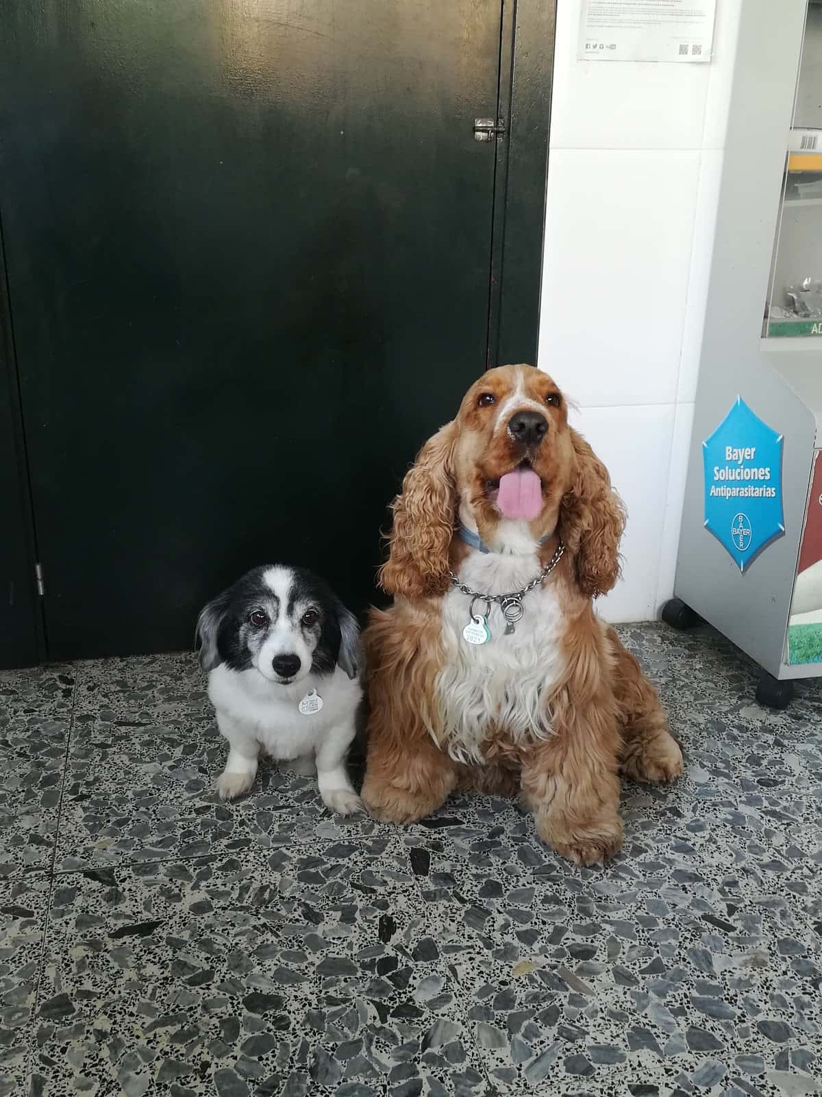 clinica veterinaria chaman veterinario clinica en velez malaga en malaga photo undefined ADOPTA Sitios Pet Friendly