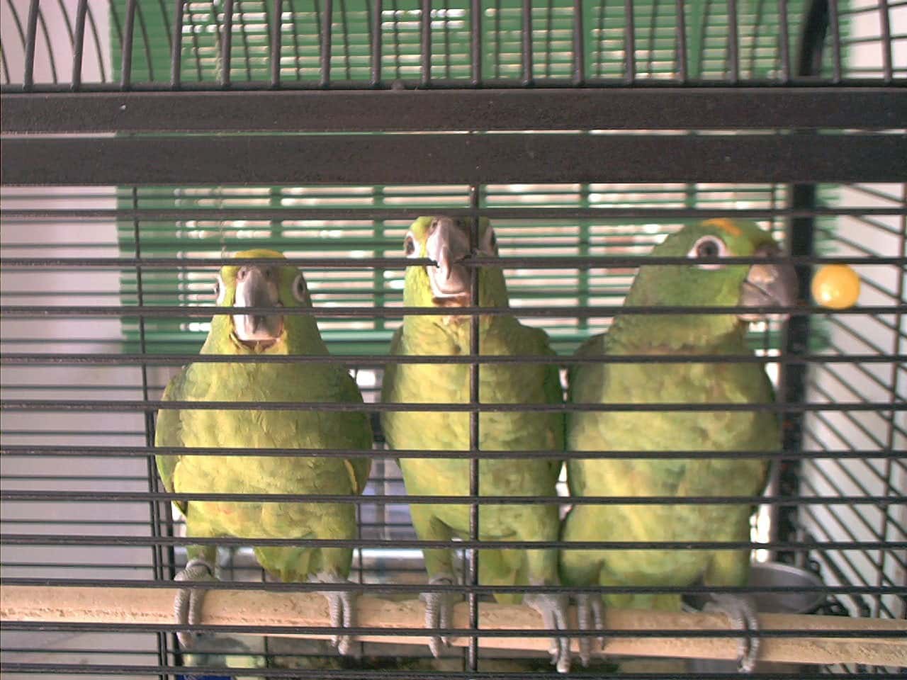 FIERECILLAS