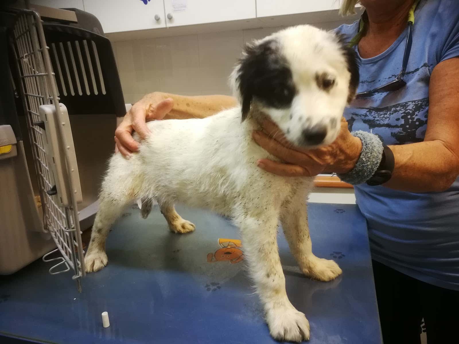 Clínica Veterinaria Dolittle