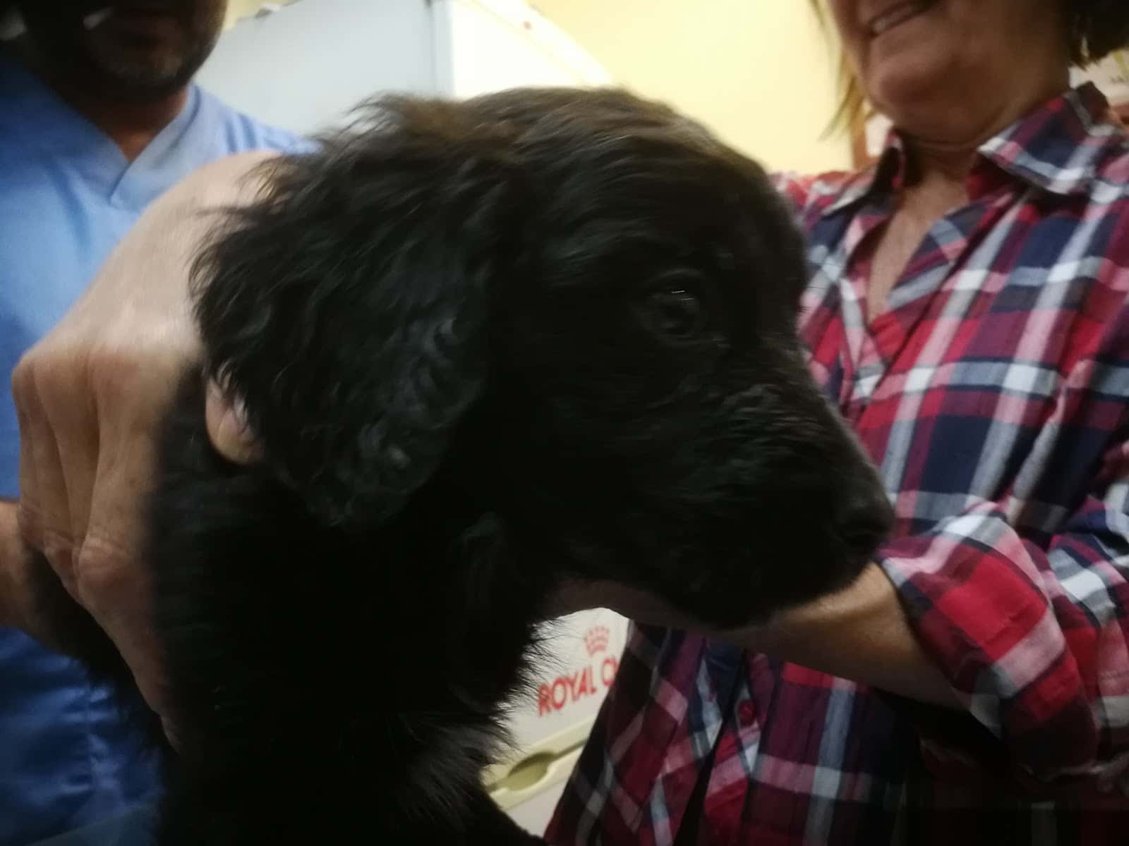 Clínica Veterinaria Dolittle