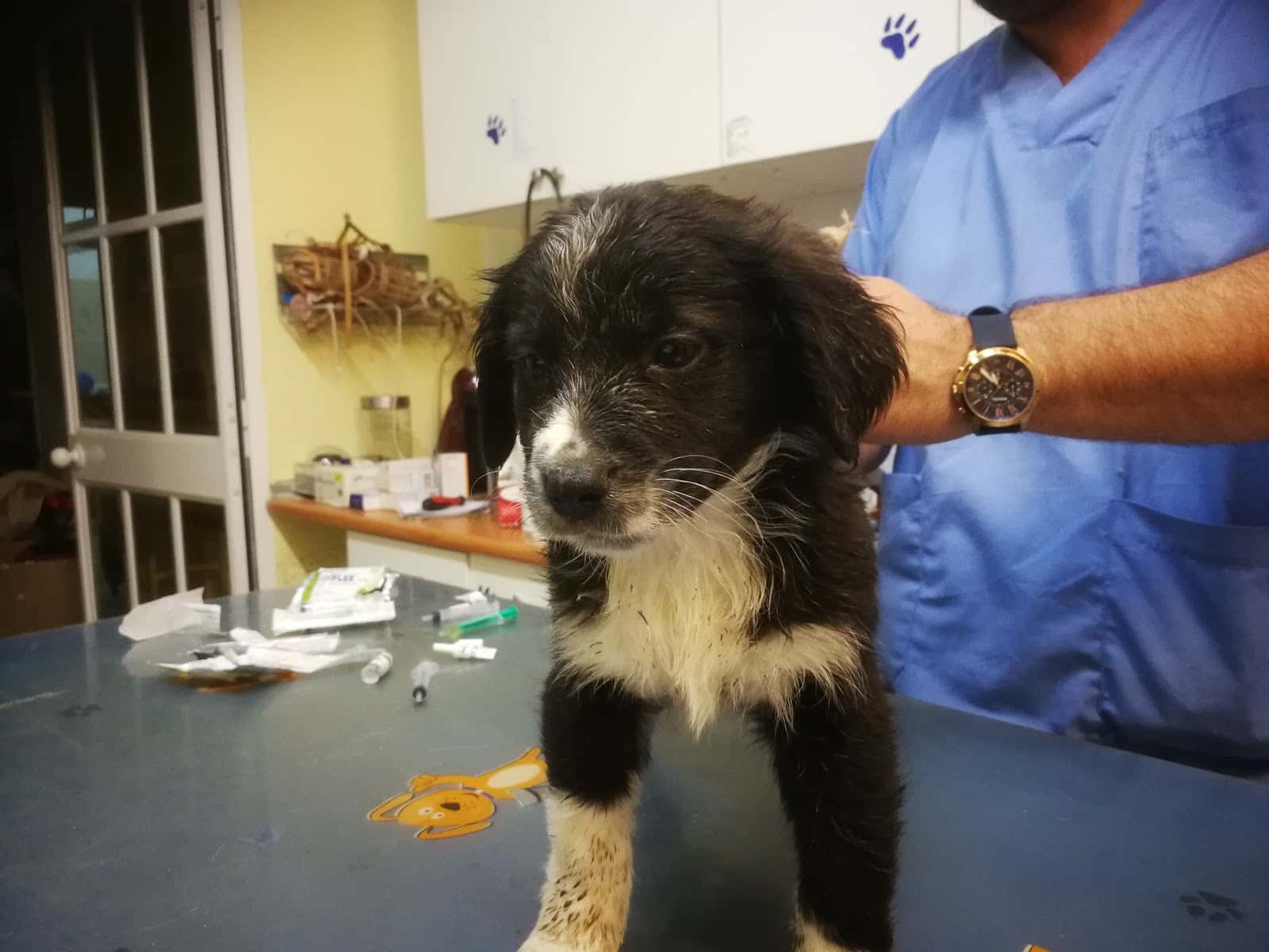 clinica veterinaria dolittle veterinario clinica en torrox costa en malaga principalImage ADOPTA Sitios Pet Friendly