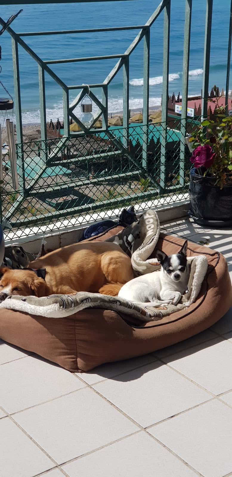 Clínica Veterinaria Torrox | MiVet