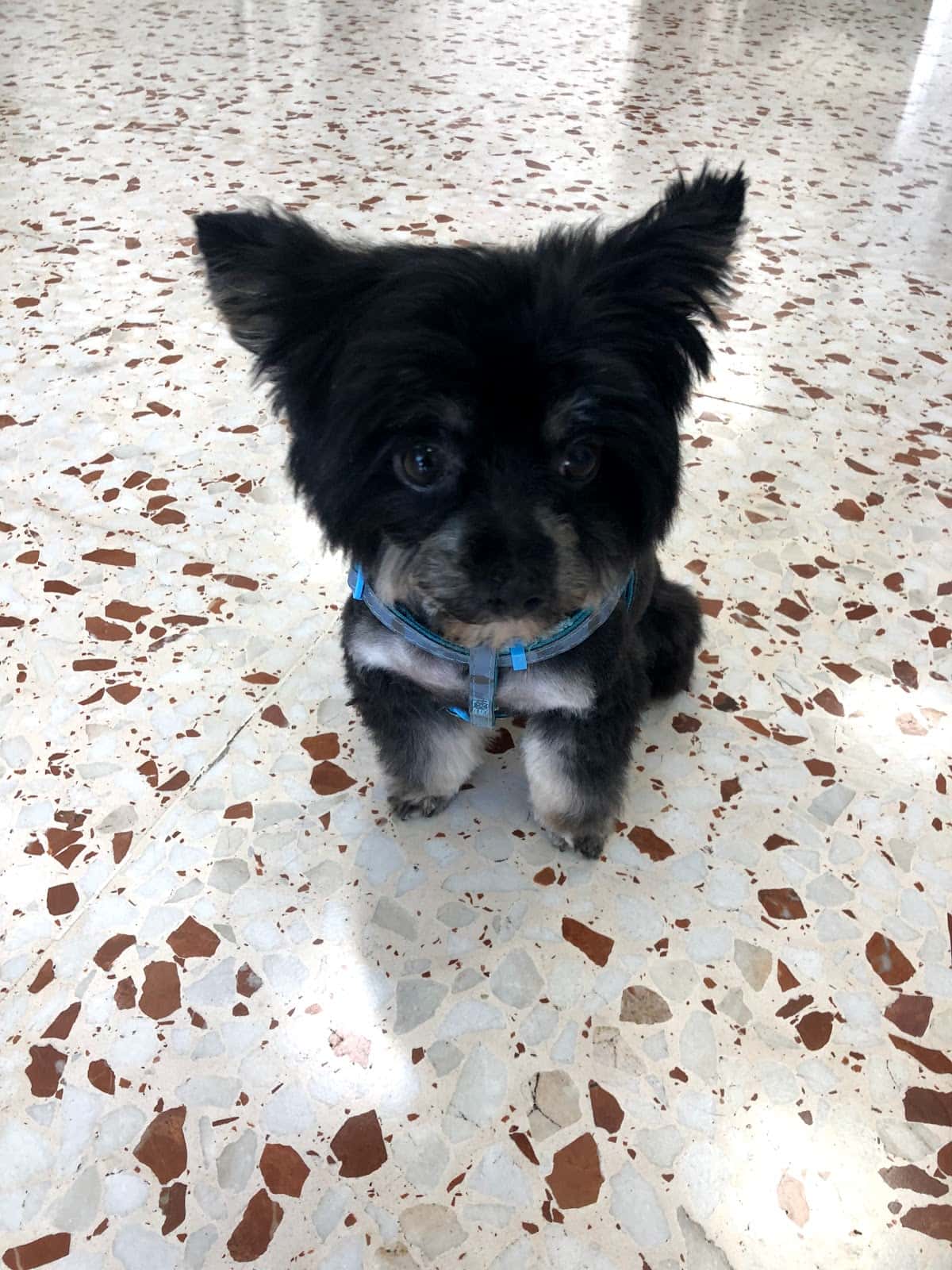 Clinica Veterinaria Las Lagunas