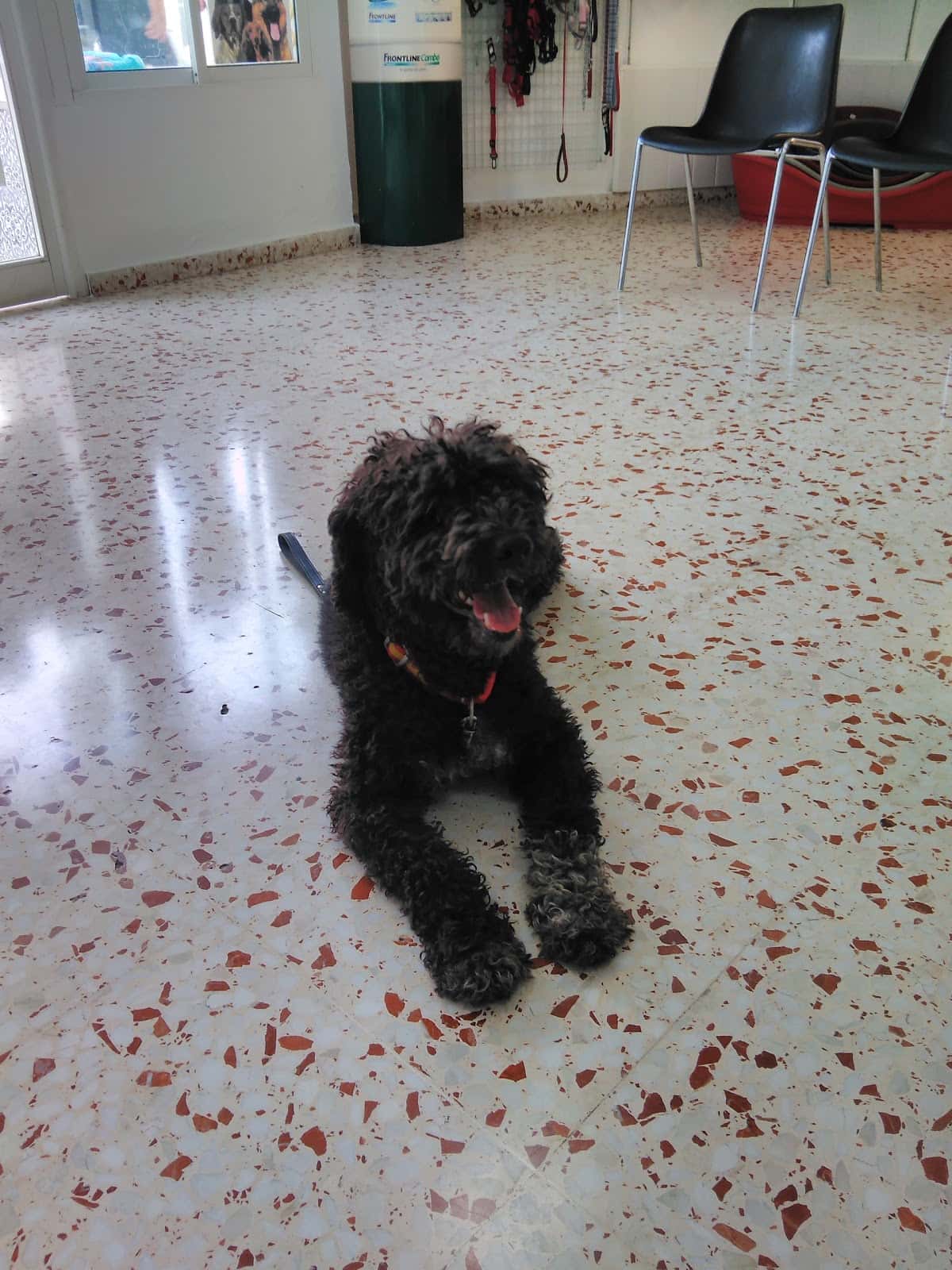 clinica veterinaria las lagunas veterinario clinica en las lagunas de mijas en malaga principalImage ADOPTA Sitios Pet Friendly