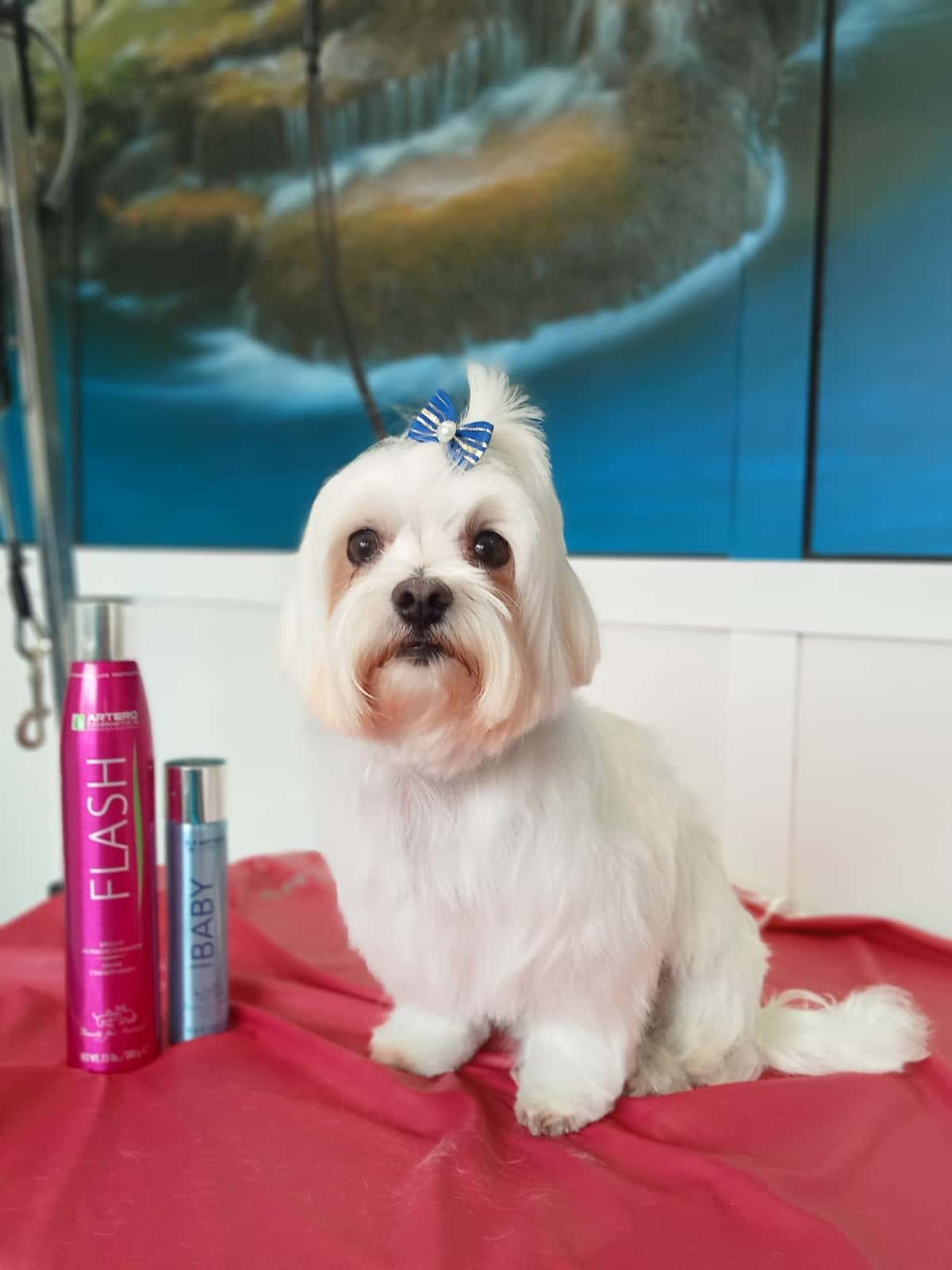 Clínica Veterinaria Animal Trust