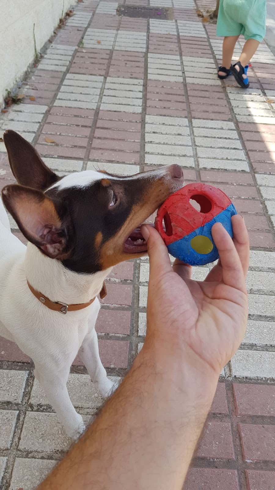 Centro Veterinario Pets n'Roses
