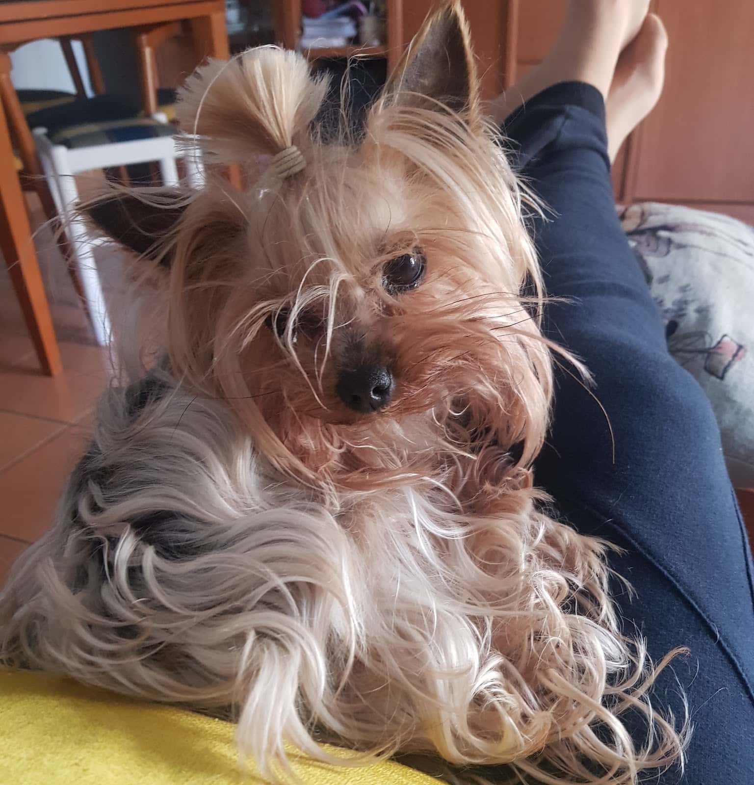CENTRO VETERINARIO PET