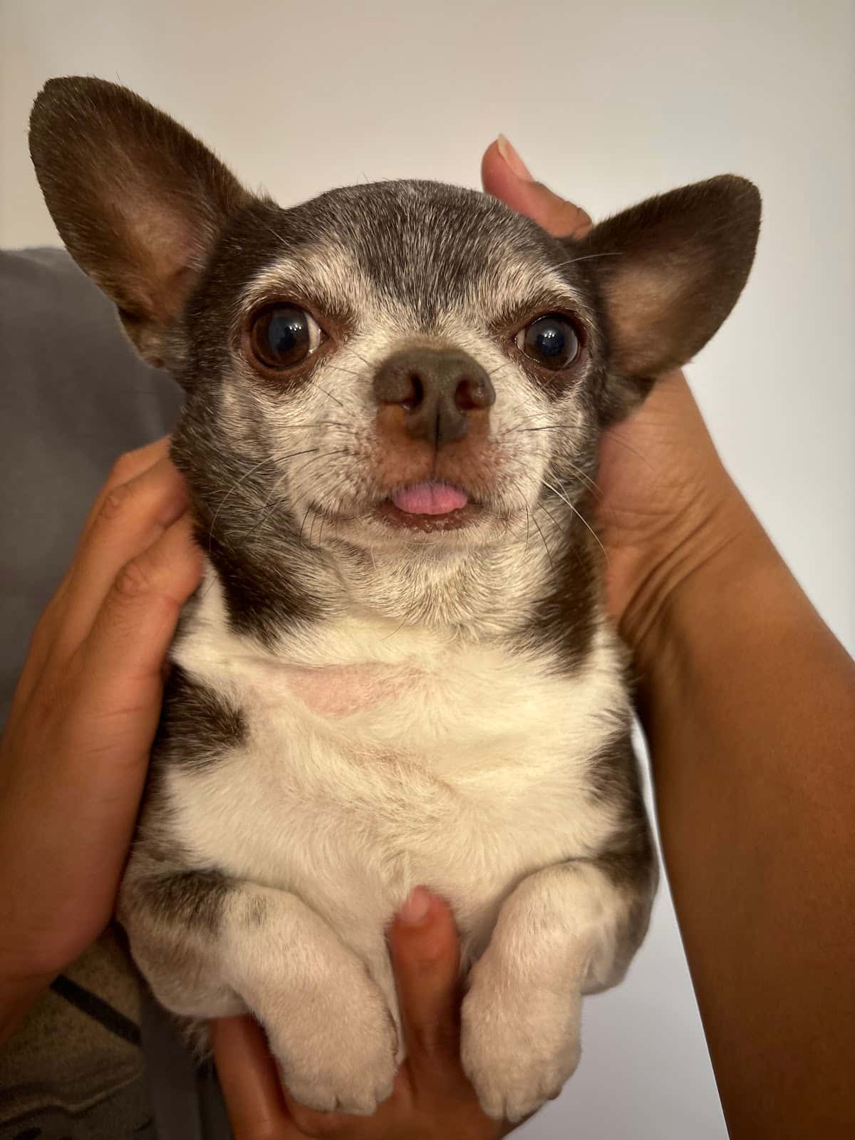 Clínica Veterinaria Vinca