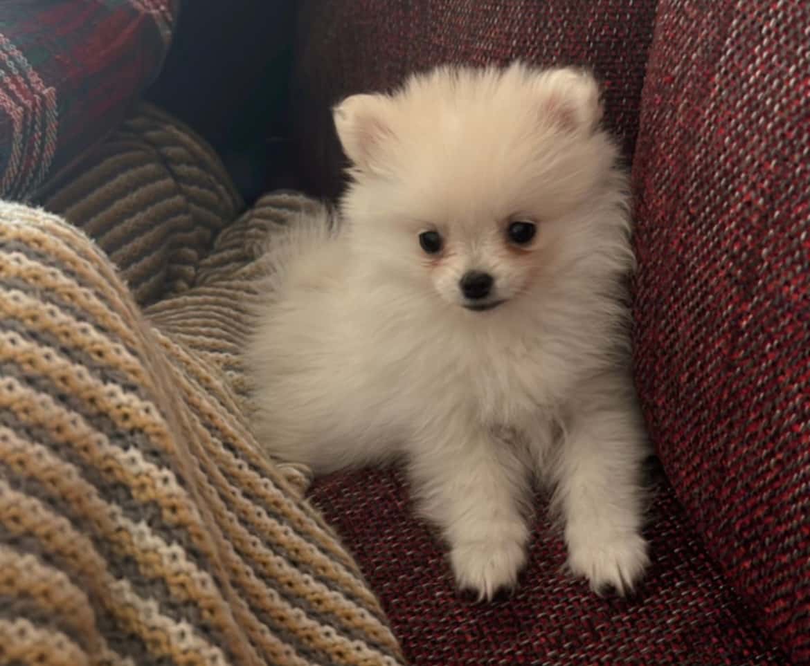 Clínica Veterinaria León