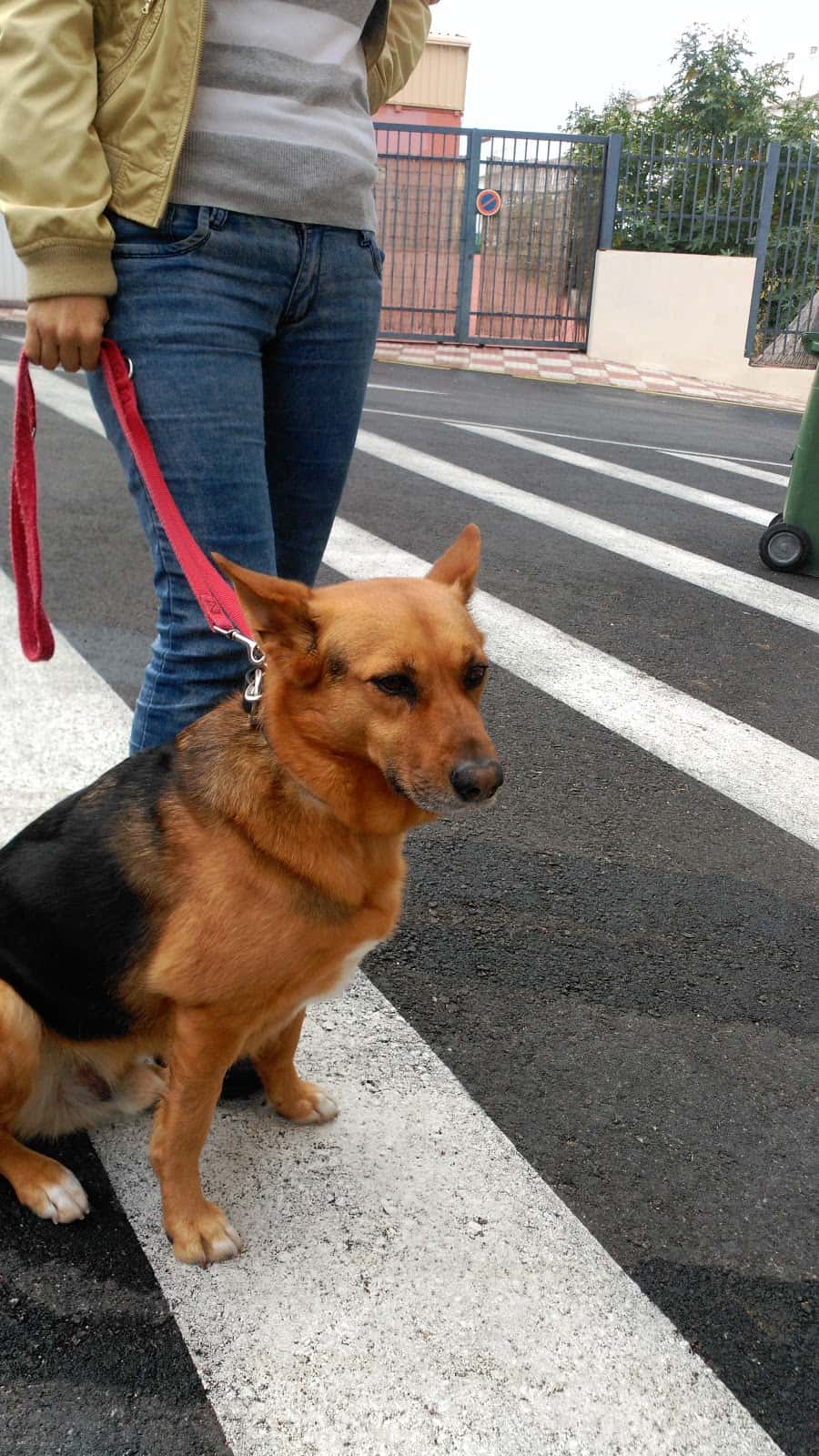 Clínica Veterinaria León