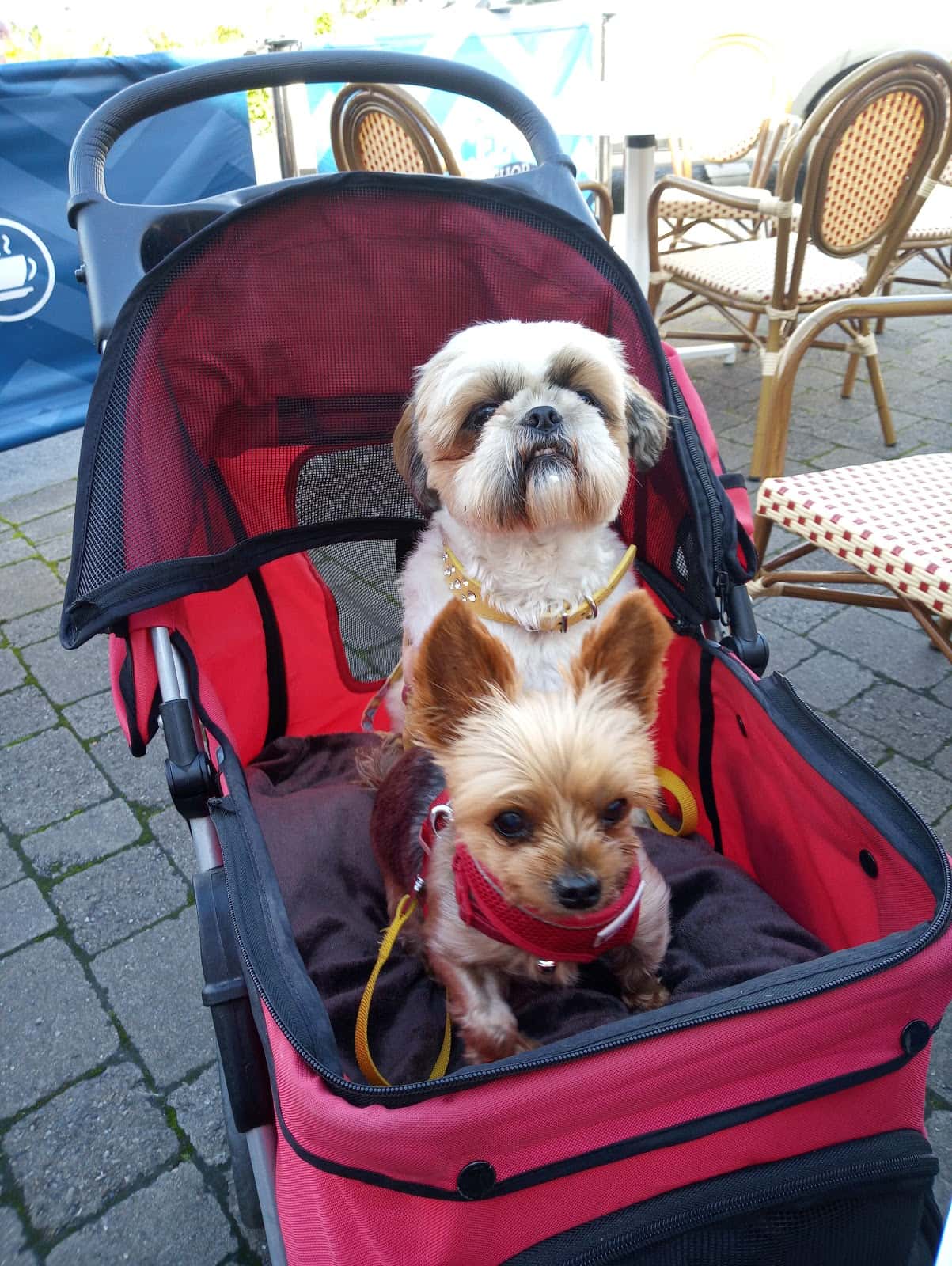 Clínica Veterinaria Pet's