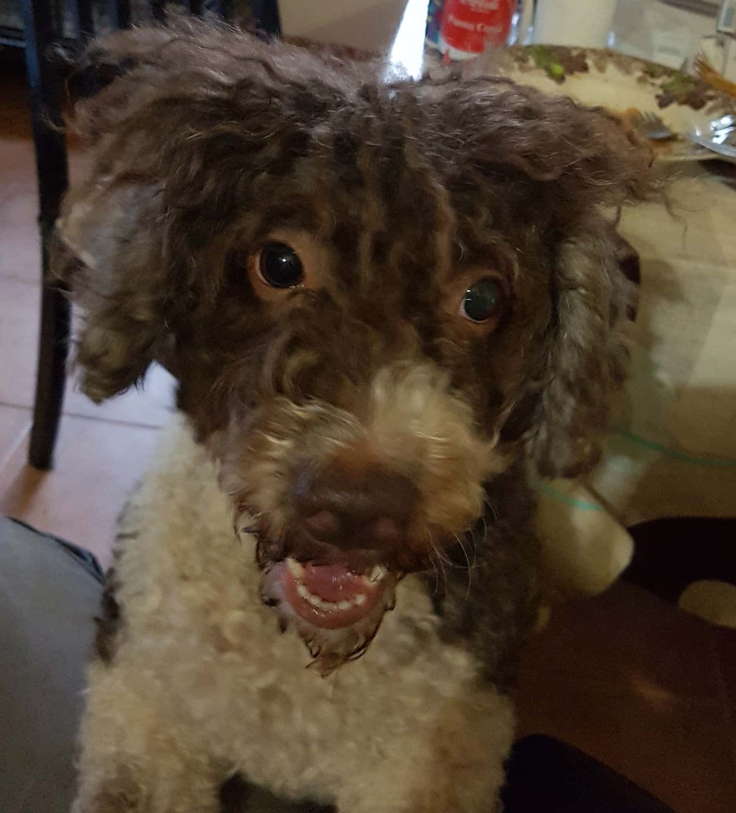 Clínica Veterinaria Cuca Martín