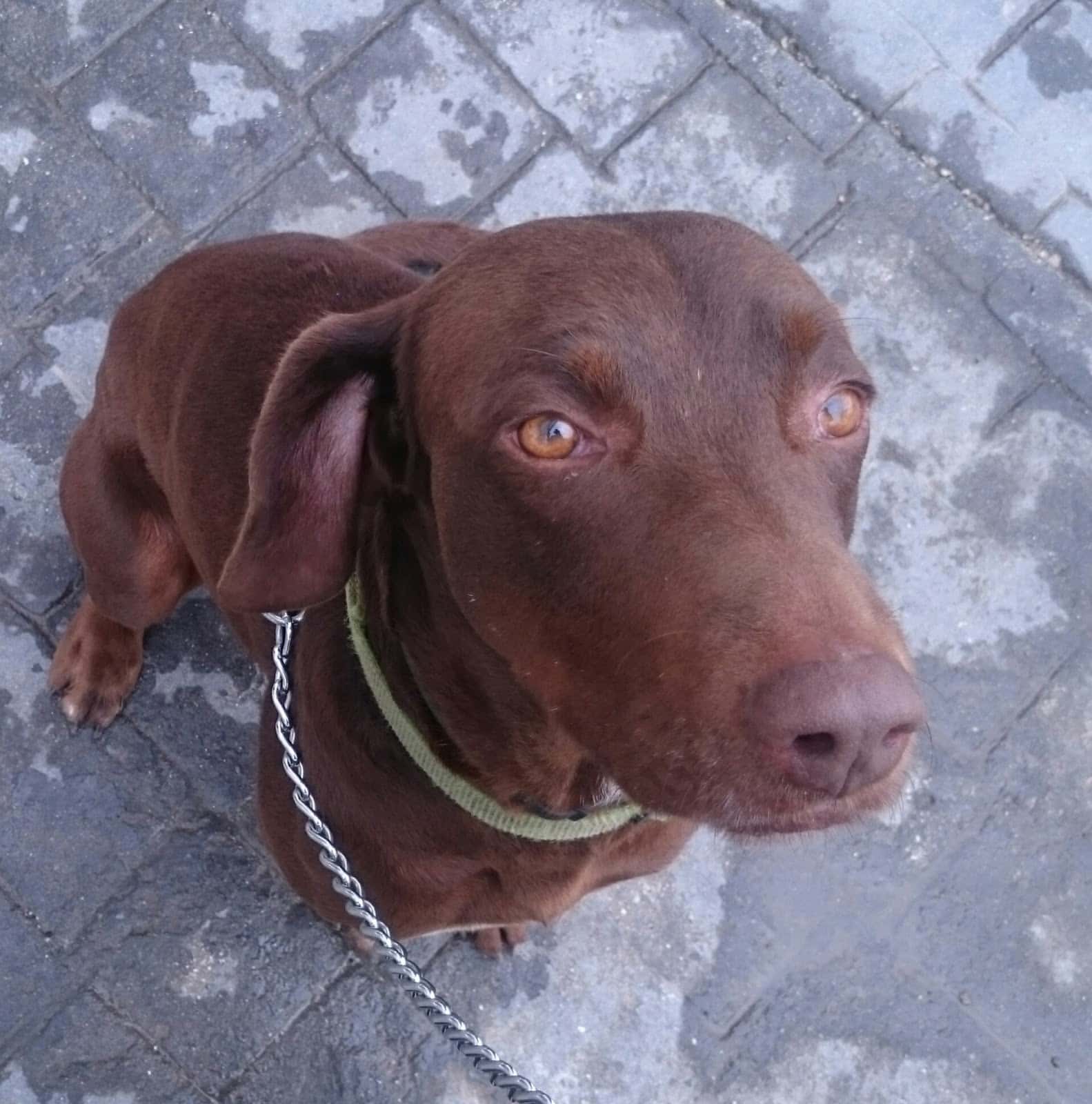 Centro Veterinario La Casa Morada