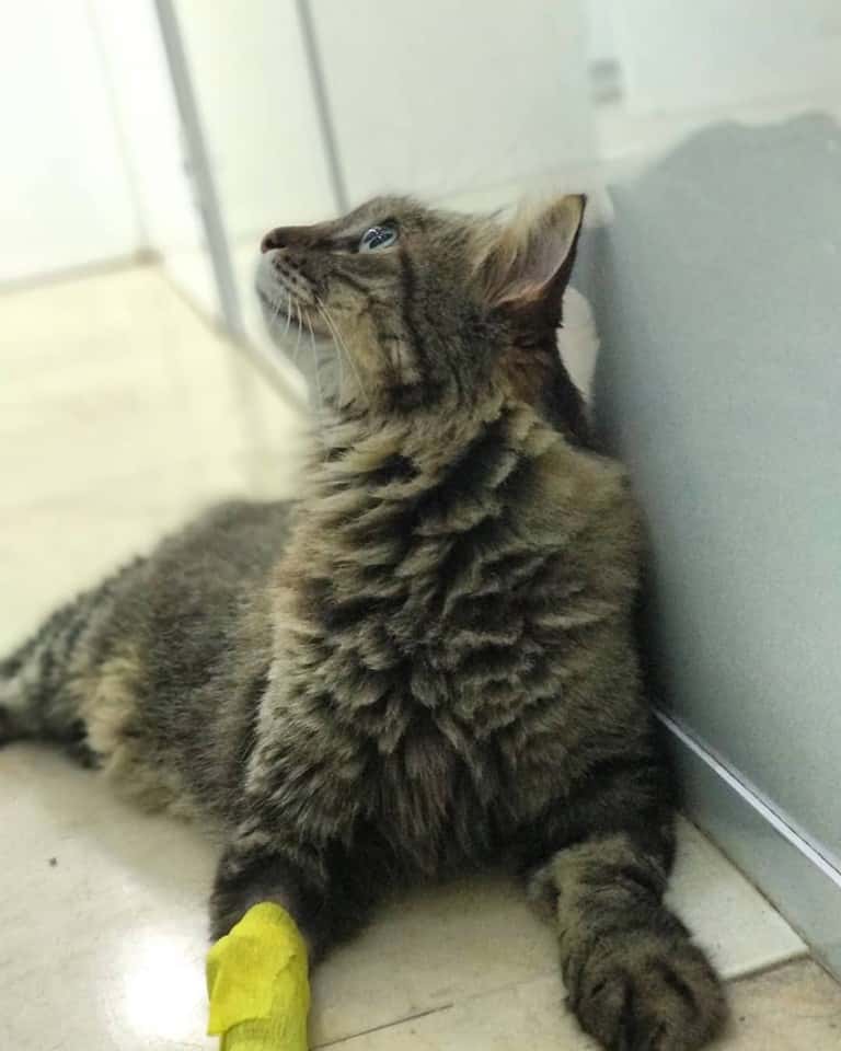 bonivet veterinarios veterinario centro barrio espana en malaga en malaga principalImage ADOPTA Sitios Pet Friendly