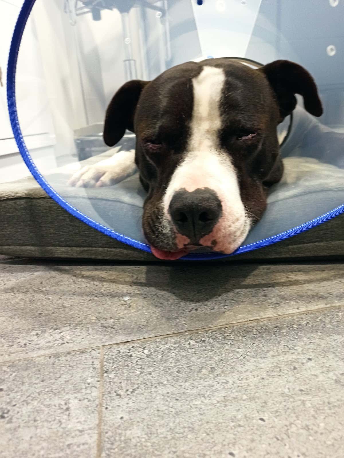 Oftalmología veterinaria Animal Vision