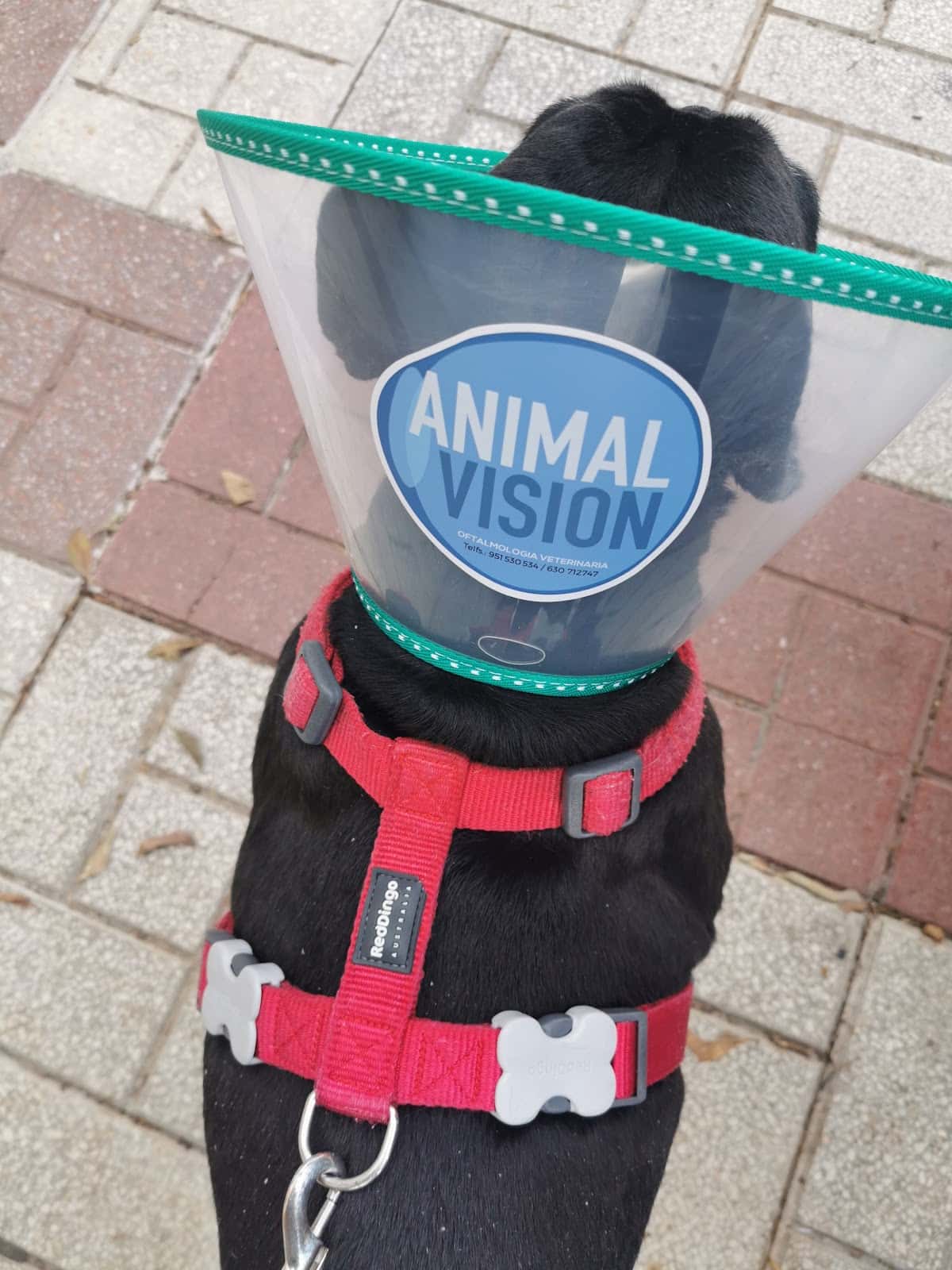 Oftalmología veterinaria Animal Vision